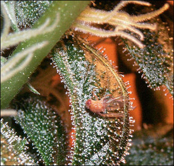 20120527-cannabis Insect_Stuck_Trichomes.jpg